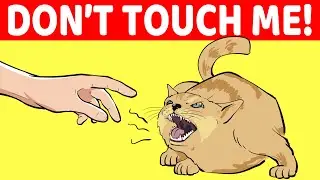 10 Signs Your Cat Doesn't Trust You