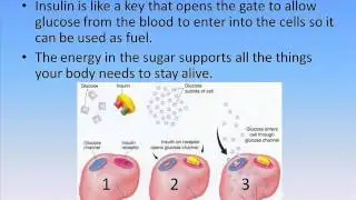 The Sweet Spot: Basics of Diabetes
