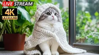 Кошачья музыка для сна с мурлыканьем 🌧️ Успокаивающая фортепианная терапия для глубокого расслабл...