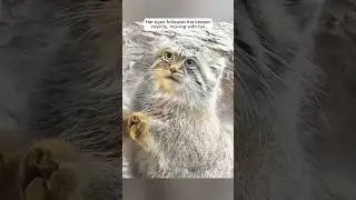Pallas cat is happy to play with the keeper #shorts