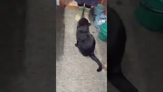 Котик цілить в очі, бо ковбаски хоче