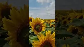 Unlimited sunflowers 🌻 #ukraine #sunflower