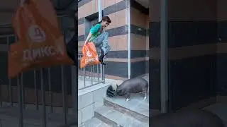 Woman Chased By Crazy Street Pig
