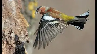 Reclamo de PINZ&Oacute;N VULGAR  (Fringilla coelebs) #20