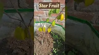 Star fruit  from terrace garden #harvesting #fruitplants #short