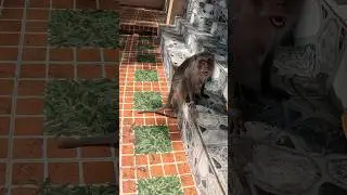 Monkey tries to attack me in Vietnam 🇻🇳 🐵 #monkey #animals #asia #travelvlog