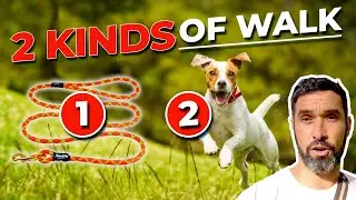 How to Walk Your Dog: The Two Types of Dog Walks Every Dog Owner Should Know
