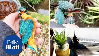 Heartwarming moment woman rescues kingfisher bird after it flew into home