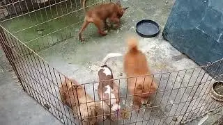 Gay Dog , Jump Jump