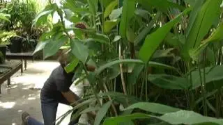 CU Boulder: Plant Used in Microgravity Testing