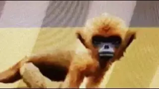 Petz: Crazy Monkeyz- Ruby