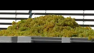 Hanns Heinz Kassemeyer - Pilzwiderstandsfähige Rebsorten Piwi - Uni Freiburg