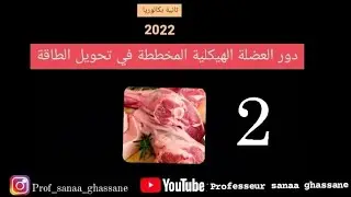 شرح مبسط لدور العضلة الهيكلية المخططة في تحويل الطاقة(الجزء2)