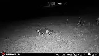 10 06 2025 Daily Neighborhood Cats  Trail Cam Highlights &ndash; P&J's Farm