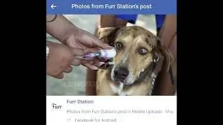 Vaccination in dogs/ Bakuna ng mga aso