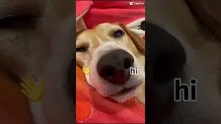My beagle is always hungry #beagles #dog #beagle #beaglebreed #mydogs #beagledog