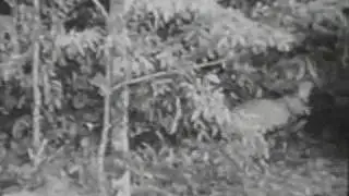 Female Jaguar vs Water Buffalo