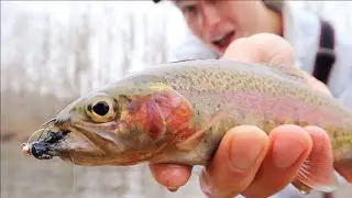 MISSOURI WILD TROUT (Fly Fishing The Little Piney Creek)