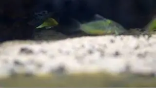 Brochis  (Emerald Catfish) with Peppered Cory.