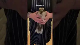 Kookaburra got lost in the property!!! #shortvideo #birdwatching #kookaburra