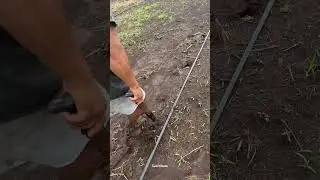 As&iacute; se siembra la sand&iacute;a 🍉 #agriculture