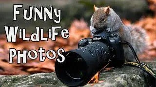 Funny Wildlife Photos To Enjoy