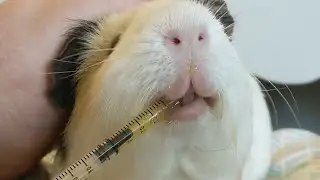 Peanut dislikes vitamin c