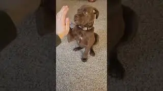 Flappy ears, can i get a high five?