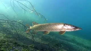 Tauchen im Echinger Weiher