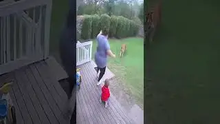 Backyard Chaos 🦁😳💥 | #funny #viral