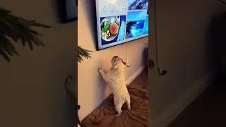 When the TV Burger Looks Too Tasty to Be Fake! 🍔😂