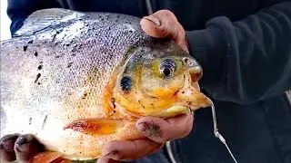 Cachama del río cauca