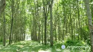 🌊 Deep Calm Ocean Meditation for Tranquility | MySerenify | calm ocean meditation, mindfulness