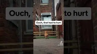 Dogs do funny things #dog #doglover #funny #funnyvideo #funnyanimals