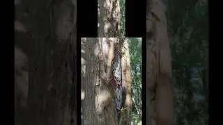 Pedro de Valdivia zombie en la ruta del r&iacute;o Bio B&iacute;o, Hualqui #pokemongo #ruta #zombie