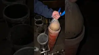 7&rdquo; Inch gold Kamuro with blue center #shell #pyrotechnica #fireworks #shells