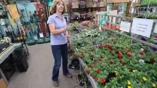 Pentland Plants Looking Good Products 24th June 2013