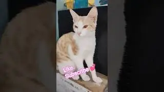 My Cat Funny Video 😂 | Cute Cat With My Voice 🐱🎤