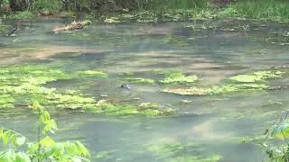 Video of Round Spring Campground &mdash; Ozark National Scenic Riverway, MO from Lea B.