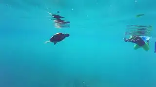 Turtle Reef Excursion