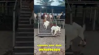 📢 BOER GOATS FOR SALE ! // 9976596324 // TIRUCHENGODE