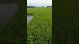 Rice field nature