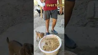 Goat 🐐🐐feeding ✨time💪 Best formula #trending #goatfarming #dairyfarm #AdhikaryFarms #ytshorts #reel