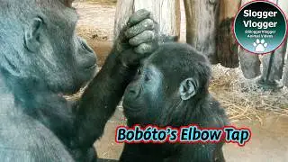 Copycat Behaviour or Coincidence Santu and Bob&oacute;to