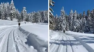Tour Guide Chased By Angry Moose