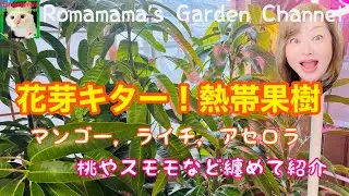 【果樹栽培】今年1番の感激！熱帯果樹に花芽が来たー！桃やスモモなど果樹の様子　#熱帯果樹　#くだもの