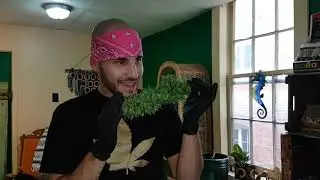 Kelly's Green Lounge: How to harvest a Cannabis plant