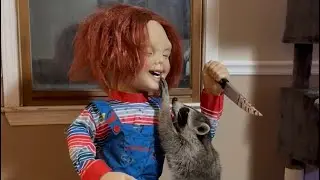 Raccoon vs Chucky #toys #childsplay #homedepot #fyp #lol #love #animals #halloween #2024 #funny