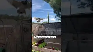 Pet Duck Flies To Visit His Daddy Everyday #shorts