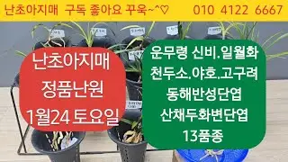 1월 24토요일.운무령.신비.일월화.신라.야호.천두소.고구려.단엽환엽복륜.동해반성단엽.산채출 두화목서단엽